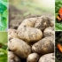 Kako liječiti krompir iz bolesti i štetočina